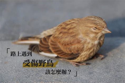 小鳥死在家裡|路上遇到受傷野鳥該怎麼辦？專訪台北鳥會野鳥救傷中心